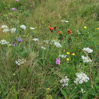 Wir durchwandern wunderbare Blumenwiesen.