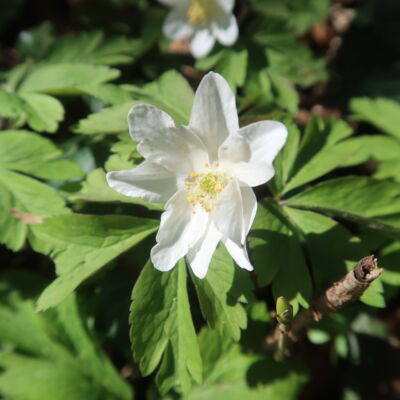 Frühlingsflor stärkend und belebend.