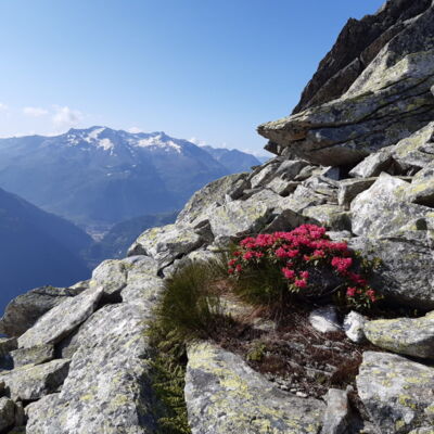 Alpenrosen