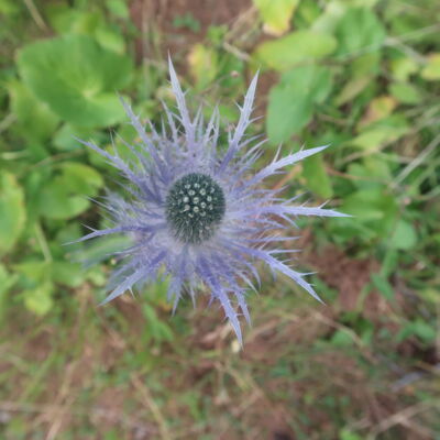 Distel am Weg