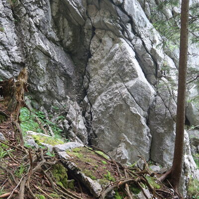 Viel Wurzelwerk und Fels