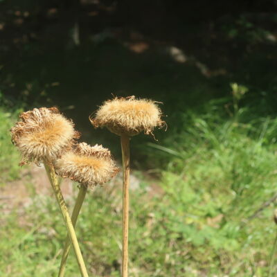 Wenig blühende, dafür schön verwelkte Alpenblumen.